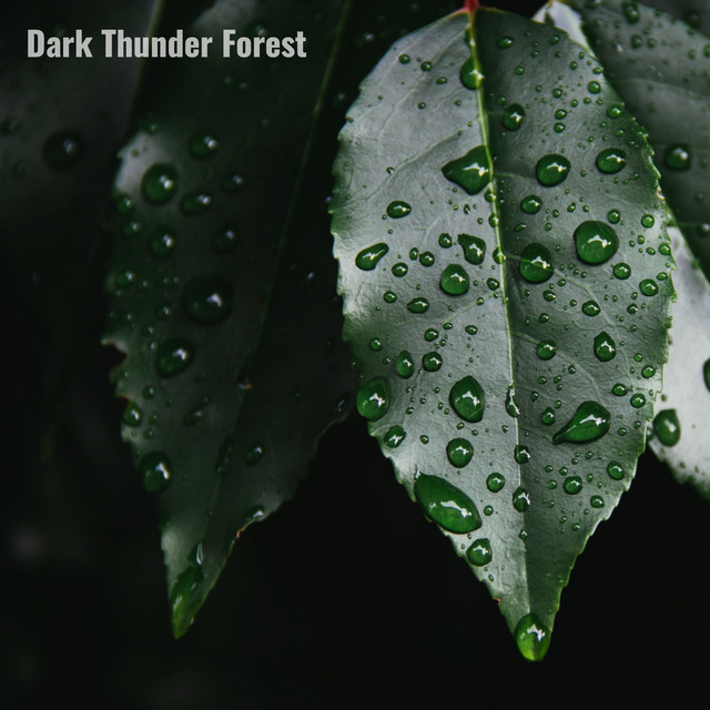 Dark Forest