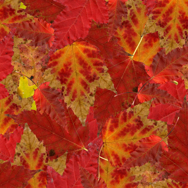 Falling Leaves